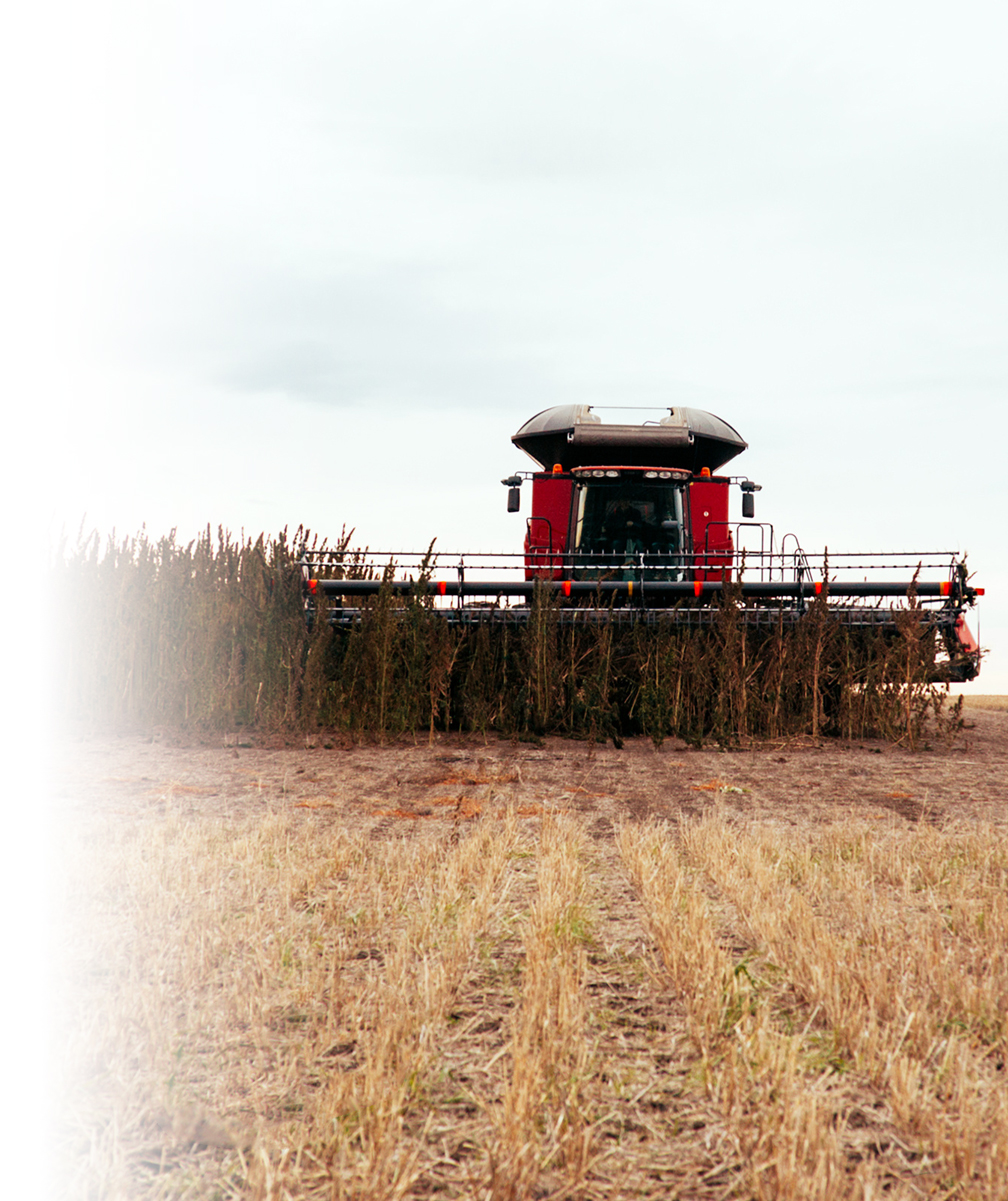 Harvesting Hemp